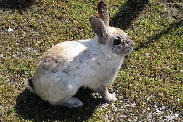 漂亮的白色的年幼的兔子兔子在古时Palestine地方的都市海滩,不列颠的人名