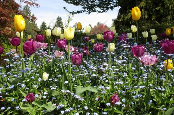 漂亮的富有色彩的多样关于郁金香花在女王伊丽莎白公园