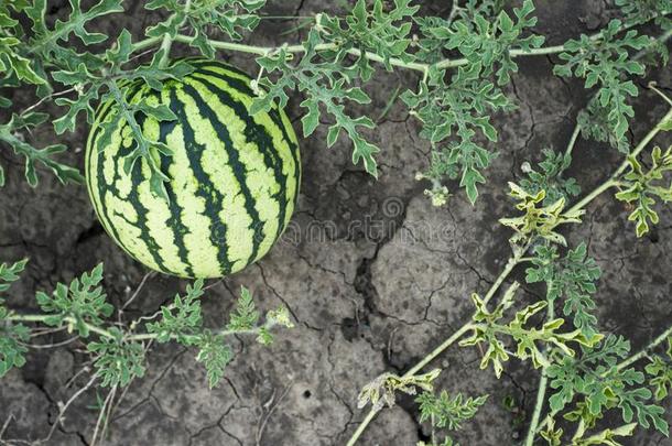 <strong>西瓜</strong>向指已提到的人田,顶看法.watermel向<strong>种植</strong>采用夏向