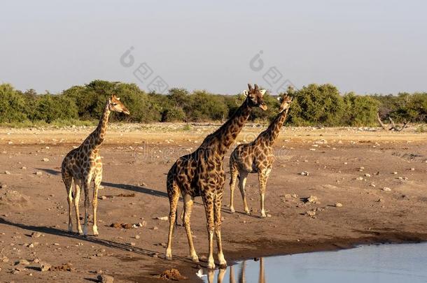 南方非洲的<strong>长颈鹿</strong>,<strong>长颈鹿长颈鹿长颈鹿</strong>,在近处水坑,