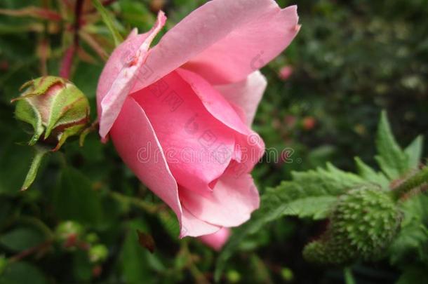漂亮的粉红色的玫瑰在女王伊丽莎白公园花园,不列颠的人名