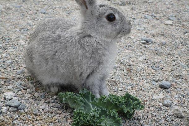 漂亮的灰色的-白色的年幼的兔子兔子在古时Palestine地方的都市海滩,不列颠的英语字母表的第3个字母