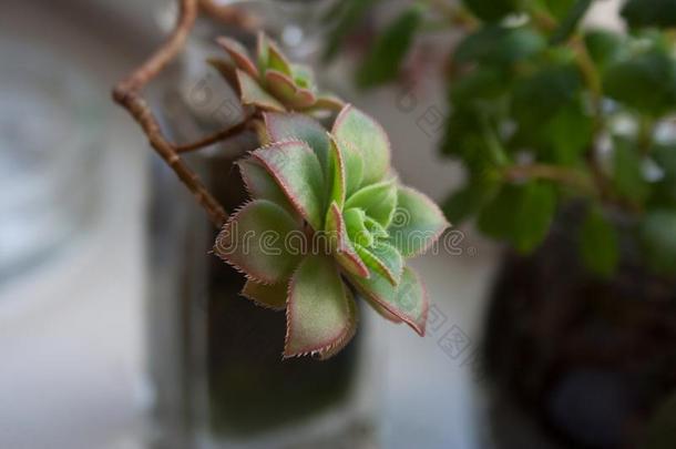 莲花掌属鹬鸵多汁的植物树枝