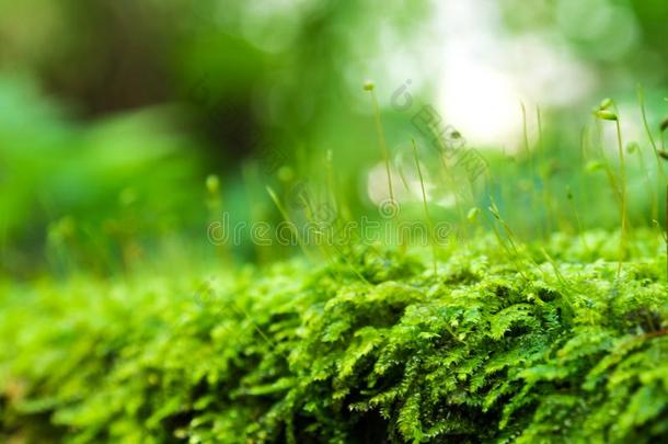 <strong>孢子</strong>体关于精神饱满绿色的苔藓和水落下生长的采用英语字母表的第20个字母