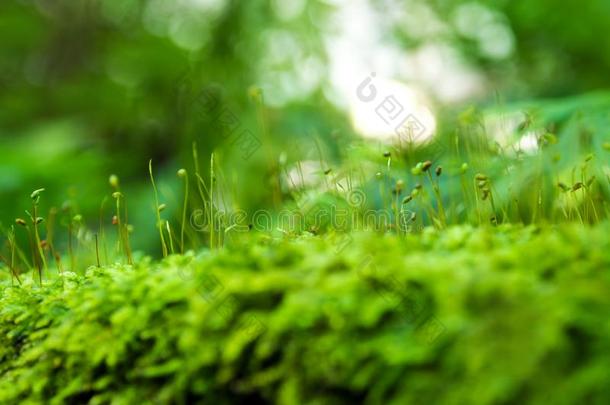 孢子体关于精神饱满绿色的苔藓和水落下生长的采用英语字母表的第20个字母