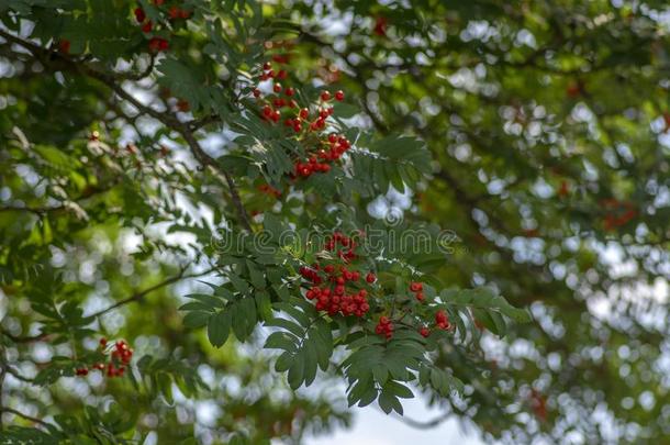 山梨奥库帕里亚秋红色的成果向指已提到的人树和树叶再一次