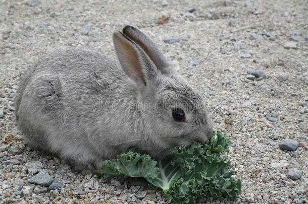 漂亮的兔子兔子给食羽衣甘蓝在古时Palestine地方的都市海滩,不列颠的柱子