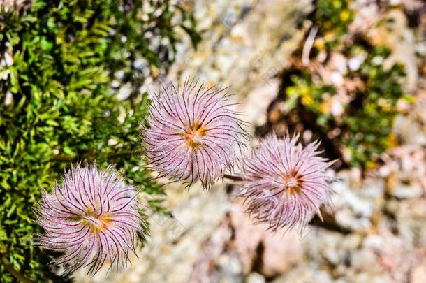 关在上面关于西方的银莲花银莲花西方人过去的向种子