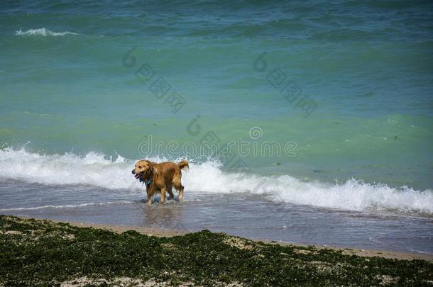 狗跑步向=VariableAddressMultipleAccess韦切海滩,罗马尼亚