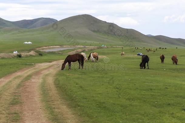 游牧<strong>民生</strong>活关于蒙古的向无树平原