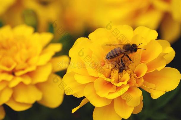 万寿菊,万寿菊,象征关于健康状况和长寿,蜜蜂向一流