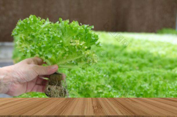 农场主佃户租种的土地莴苣蔬菜生长的采用温室采用积水
