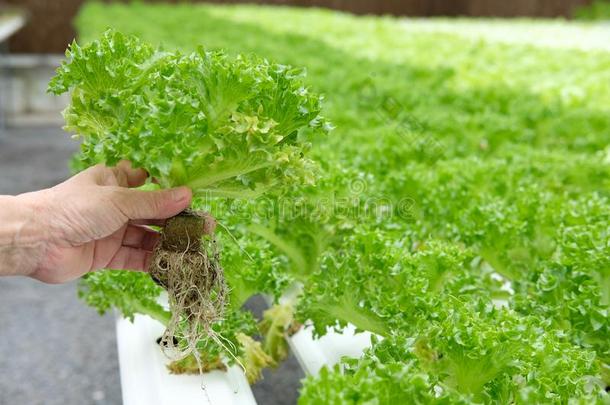 农场主佃户租种的土地莴苣蔬菜生长的采用温室采用<strong>积水</strong>