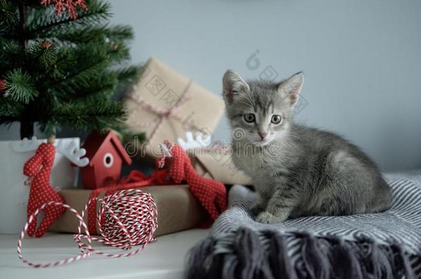 圣诞节灰色小猫一次向一小块地毯,c向cept关于指已提到的人圣诞节