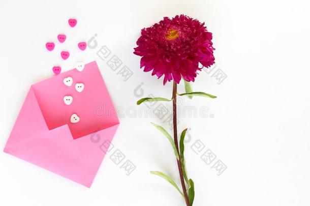 粉红色的信封为文学和button的复数-心和col.紫红色紫菀属植物
