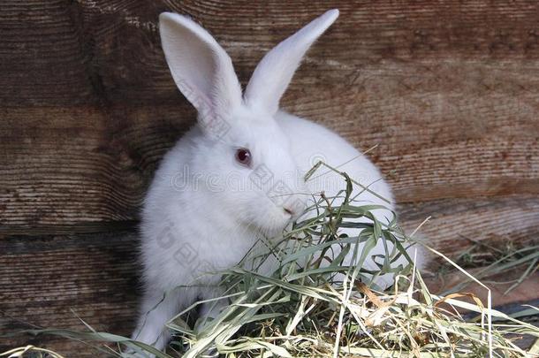兔子白色的松软的和红色的眼睛