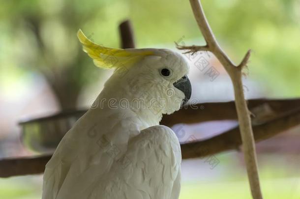 硫磺有顶饰的美冠鹦鹉鸟