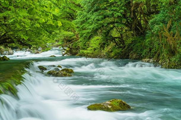 山河流动的通过指已提到的人绿色的森林.快速的流越过