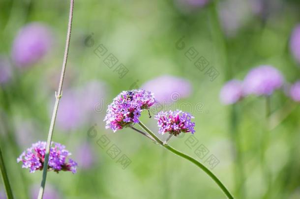 关-在上面美丽的紫色的<strong>马鞭</strong>草属植物采用指已提到的人田.