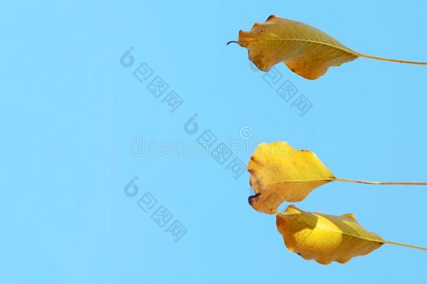 num.三黄色的秋树叶反对蓝色天