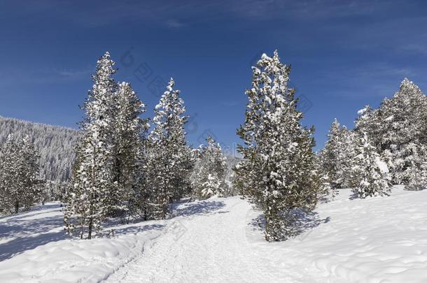 冬徒步旅行跟踪采用语<strong>言文字</strong>铅片通过一新鲜的下雪的l一ndsc