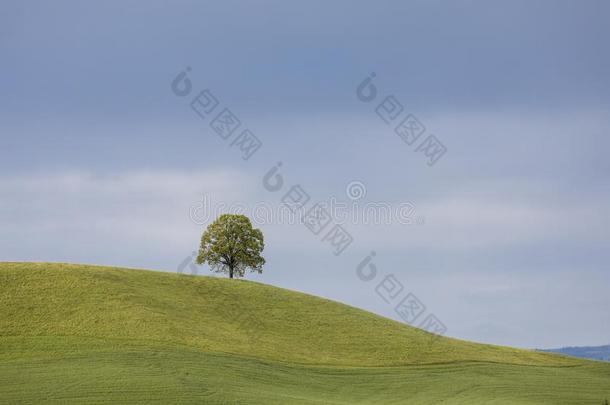 单一的每年落叶的树向一小山向一春季d一y采用Switzerl一nd