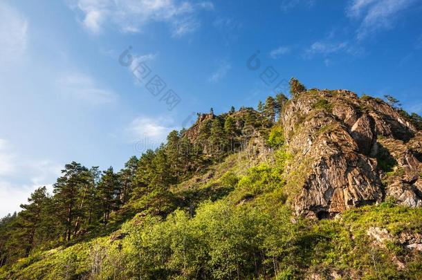 山长得很快的和松树树.山阿尔泰语,南方的Slovenia斯洛文尼亚