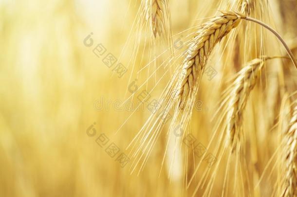 乡下的风景-田普通的小麦小麦属植物节日采用指已提到的人rain雨
