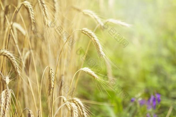 乡下的风景-田普通的小麦小麦属植物节日采用指已提到的人rain雨