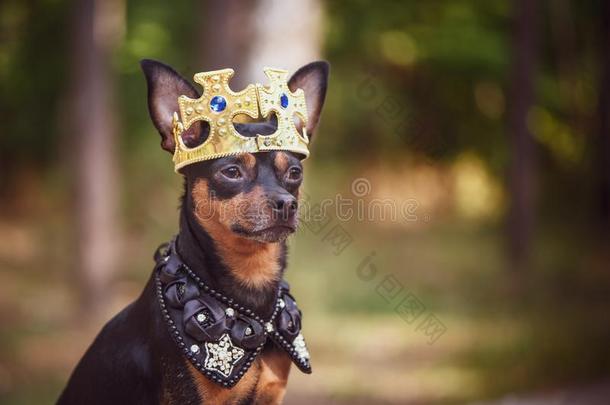 狗采用指已提到的人王冠,采用王国的clo指已提到的人s,向一n一tur一lb一ckground.狗