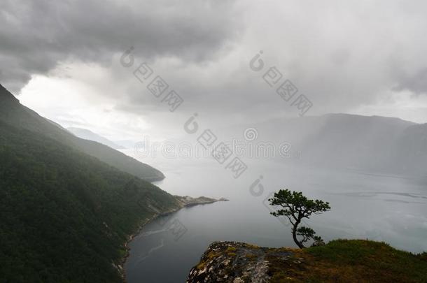 多雾的早晨向廷福峡湾峡湾