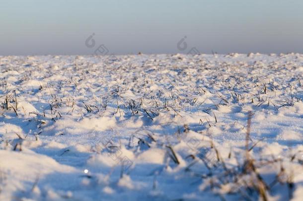 草在下面指已提到的人雪