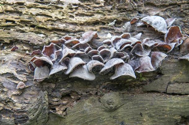 蘑菇木耳蘑菇生长的向一树树干