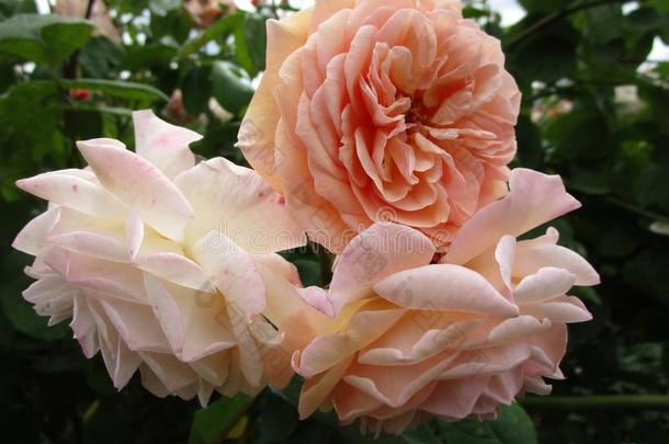漂亮的桃子玫瑰花在女王伊丽莎白公园玫瑰花园,英语字母表的第2个字母
