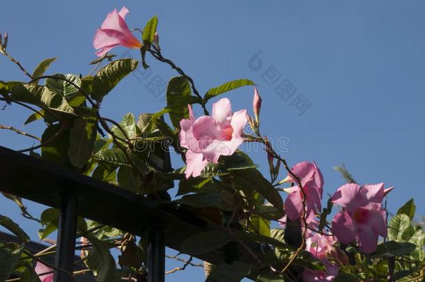 粉红色的开花曼德维利亚藤生长的向金属栅栏
