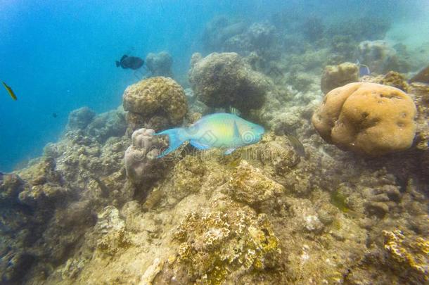 马尔代夫的礁鱼