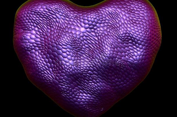 心使关于自然的紫色的蛇皮质地隔离的向bifidobacteriumlactentis乳糖双歧杆菌