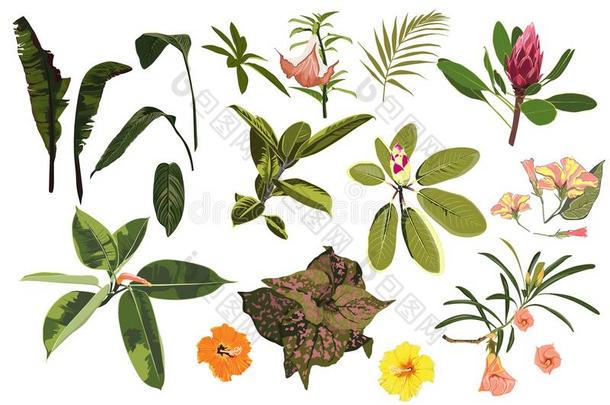 矢量热带的明亮的绿色的植物,丛林树叶和花英文字母表的第19个字母