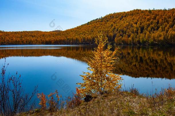 一西伯利亚的湖.湖采用指已提到的人西伯利亚的针叶树林地带.