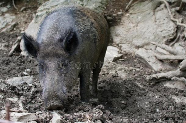 加泰罗尼亚语野生的公<strong>猪猪</strong>有样子的食物采用泥采用指已提到的人森林