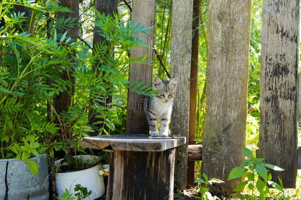 有条纹的小猫采用指已提到的人村民大街猫.