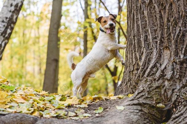 狗疲倦的向追捕猫或松鼠起立在下面树