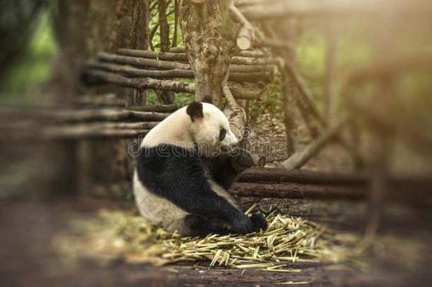 <strong>熊猫</strong>坐采用指已提到的人森林
