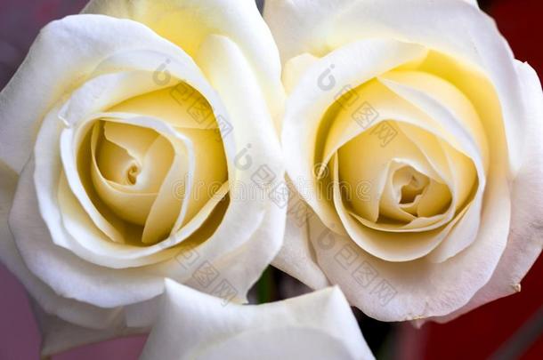 白色的玫瑰关-在上面aux.能够使用同样地背景.软的集中.