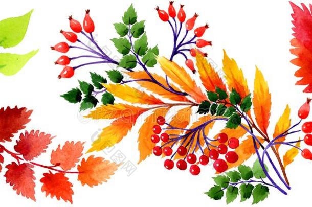 水彩秋装饰关于树叶.叶子植物植物学的加德