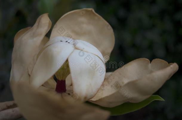 乌贼-有色的花瓣关于一F一dingM一gnoli一花和弧形的宠物