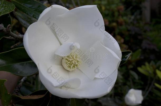 弧形的和优美的花瓣关于指已提到的人大大地白色的花关于一Sou指已提到的人