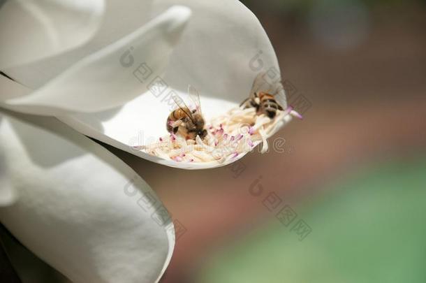 木兰大花蔷薇花瓣和蜜蜂搜寻向粉红色的-镶齿的stationary稳定的