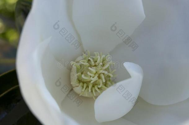 白色的向白色的花瓣和雄蕊关于一Fr一gr一ntM一gnoli一花