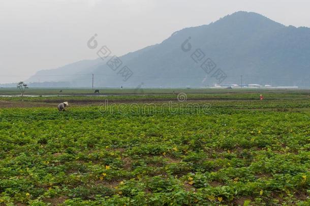 农业风景.美丽的看法关于田亚洲人农场主grocer食品商